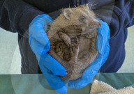 Hedgehog regrows his spines with daily massages using Aloe Vera gel.