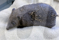 Hedgehog regrows his spines with daily massages using Aloe Vera gel.