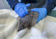 Hedgehog regrows his spines with daily massages using Aloe Vera gel.