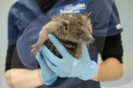 Hedgehog regrows his spines with daily massages using Aloe Vera gel.