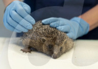 Hedgehog regrows his spines with daily massages using Aloe Vera gel.