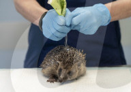 Hedgehog regrows his spines with daily massages using Aloe Vera gel.