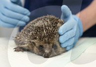 Hedgehog regrows his spines with daily massages using Aloe Vera gel.