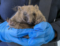Hedgehog regrows his spines with daily massages using Aloe Vera gel.