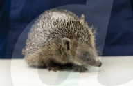 Hedgehog regrows his spines with daily massages using Aloe Vera gel.