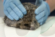 Hedgehog regrows his spines with daily massages using Aloe Vera gel.