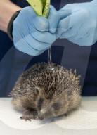 Hedgehog regrows his spines with daily massages using Aloe Vera gel.