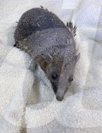 Hedgehog regrows his spines with daily massages using Aloe Vera gel.