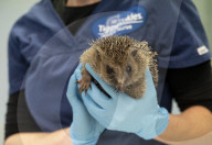 Hedgehog regrows his spines with daily massages using Aloe Vera gel.