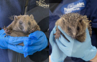 Hedgehog regrows his spines with daily massages using Aloe Vera gel.