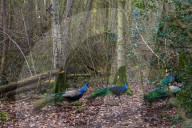 A great walk to a great pub: Sculthorpe Mill Norfolk