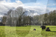 A great walk to a great pub: Sculthorpe Mill Norfolk