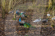 A great walk to a great pub: Sculthorpe Mill Norfolk