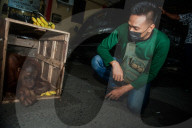NEWS - Internationales Netzwerk für den Handel mit Wildtieren in Indonesien aufgedeckt