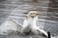 Swan fight today in St James Park today