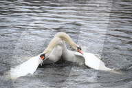 Swan fight today in St James Park today