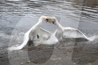 Swan fight today in St James Park today