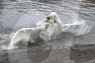 Swan fight today in St James Park today