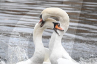 Swan fight today in St James Park today