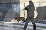 Catching Stray Dogs - Russia