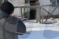 Catching Stray Dogs - Russia