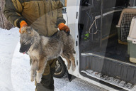 Catching Stray Dogs - Russia