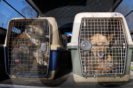 Catching Stray Dogs - Russia