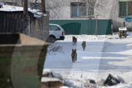Catching Stray Dogs - Russia