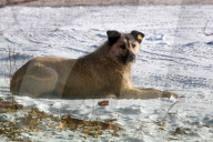 Catching Stray Dogs - Russia