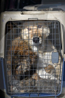 Catching Stray Dogs - Russia