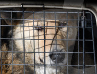 Catching Stray Dogs - Russia