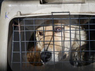 Catching Stray Dogs - Russia