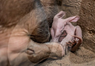 FEATURE - Erdferkelbaby "Dobby" ist das erste seiner Art, das im Zoo von Chester geboren wurde