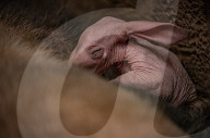 FEATURE - Erdferkelbaby "Dobby" ist das erste seiner Art, das im Zoo von Chester geboren wurde