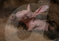 FEATURE - Erdferkelbaby "Dobby" ist das erste seiner Art, das im Zoo von Chester geboren wurde