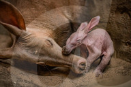 FEATURE - Erdferkelbaby "Dobby" ist das erste seiner Art, das im Zoo von Chester geboren wurde