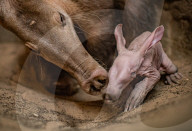 FEATURE - Erdferkelbaby "Dobby" ist das erste seiner Art, das im Zoo von Chester geboren wurde