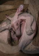 FEATURE - Erdferkelbaby "Dobby" ist das erste seiner Art, das im Zoo von Chester geboren wurde