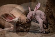 FEATURE - Erdferkelbaby "Dobby" ist das erste seiner Art, das im Zoo von Chester geboren wurde