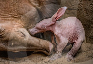 FEATURE - Erdferkelbaby "Dobby" ist das erste seiner Art, das im Zoo von Chester geboren wurde