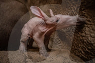 FEATURE - Erdferkelbaby "Dobby" ist das erste seiner Art, das im Zoo von Chester geboren wurde