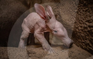FEATURE - Erdferkelbaby "Dobby" ist das erste seiner Art, das im Zoo von Chester geboren wurde