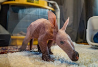 FEATURE - Erdferkelbaby "Dobby" ist das erste seiner Art, das im Zoo von Chester geboren wurde