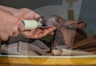 FEATURE - Erdferkelbaby "Dobby" ist das erste seiner Art, das im Zoo von Chester geboren wurde