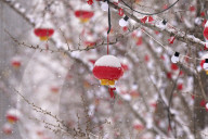 NEWS - Olympische Winterspiele 2022: Schneefall in Peking