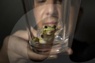 Experience: I found a tiny frog in my salad - now he’s my friend.