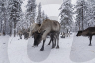 Greta Thunberg condemns UK firm’s plans for iron mine on Sami land.