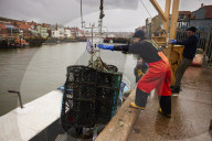 Death and decimation: Whitby devastated by declining marine life. Unprecedented levels of crabs, lobsters, coral and sea birds are dying on north-east coast