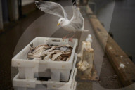Death and decimation: Whitby devastated by declining marine life. Unprecedented levels of crabs, lobsters, coral and sea birds are dying on north-east coast