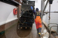 Death and decimation: Whitby devastated by declining marine life. Unprecedented levels of crabs, lobsters, coral and sea birds are dying on north-east coast